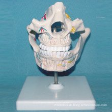 Human Mouth Cavity Serie Anatomie Modell für die Lehre (R080105)